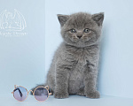 Кошки в Москве: Голубой британский котенок Мальчик, Бесплатно - фото 3