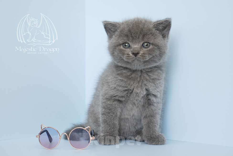 Кошки в Москве: Голубой британский котенок Мальчик, Бесплатно - фото 3