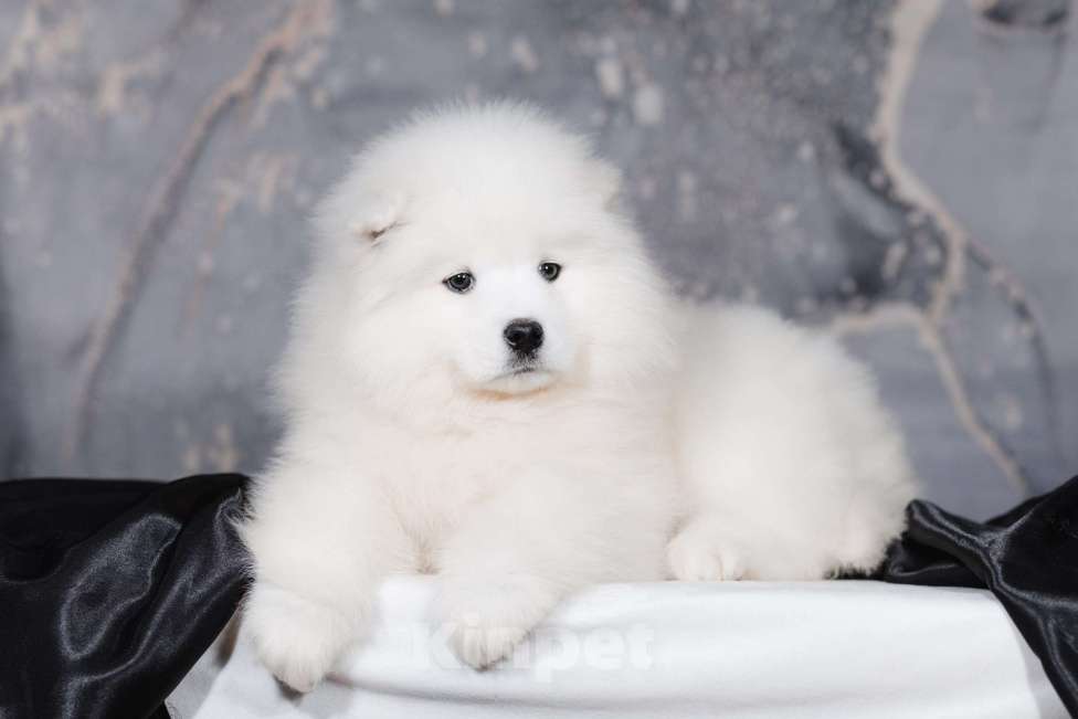 Собаки в Казани: Самоедская девочка Девочка, 50 000 руб. - фото 1