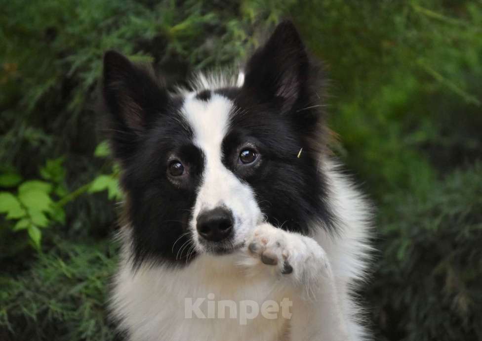 Собаки в Москве: Ненецкая оленегонная лайка. Кобель Центурион.  Мальчик, 60 000 руб. - фото 6