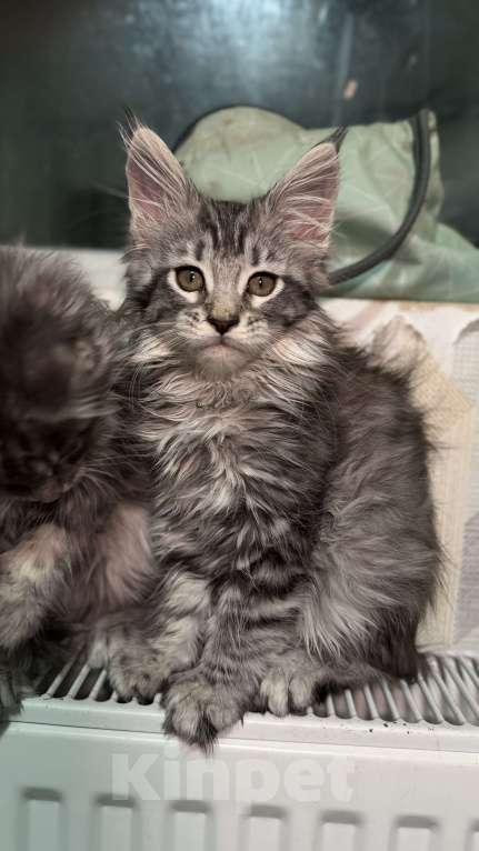 Кошки в Санкт-Петербурге: Котёнок мейн-кун Девочка, 25 000 руб. - фото 4