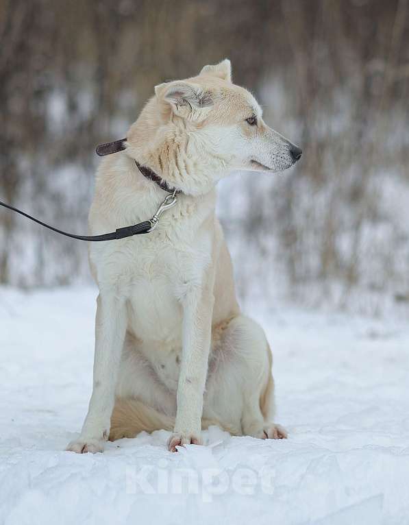 Собаки в Москве: Ее почти не замечают в приюте Девочка, Бесплатно - фото 3