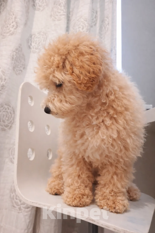 Собаки в Краснодаре: Мальтипу, щенок Мальчик, 65 000 руб. - фото 3