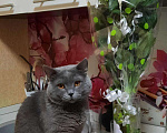 Кошки в Мглине: Вязка британский кот, 1 руб. - фото 8