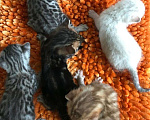 Кошки в Острогожске: Бенгальские котята редкого окраса, 5 000 руб. - фото 1