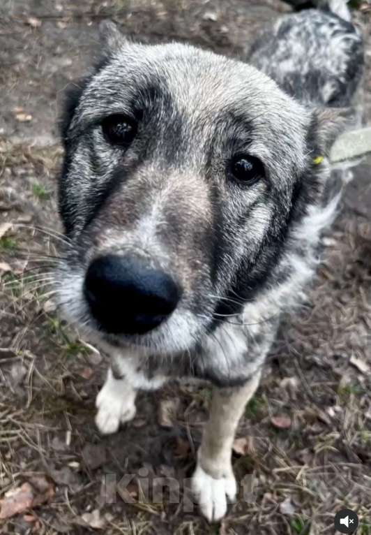 Собаки в Брянске: Линда Девочка, Бесплатно - фото 2