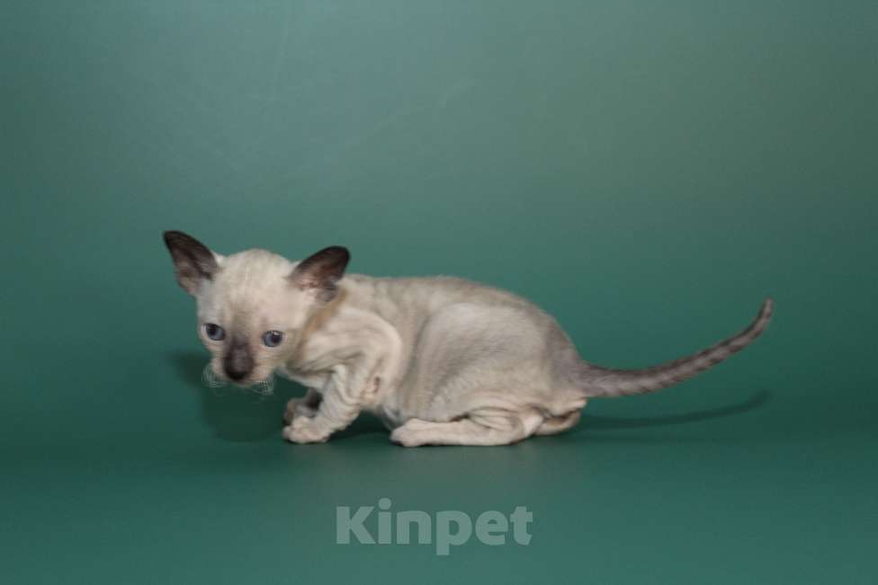 Кошки в Москве: Набира-ваше будущее счастье Девочка, 80 000 руб. - фото 4