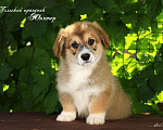 Собаки в Мытищах: Щенки вельш-корги пемброк Мальчик, 90 000 руб. - фото 5