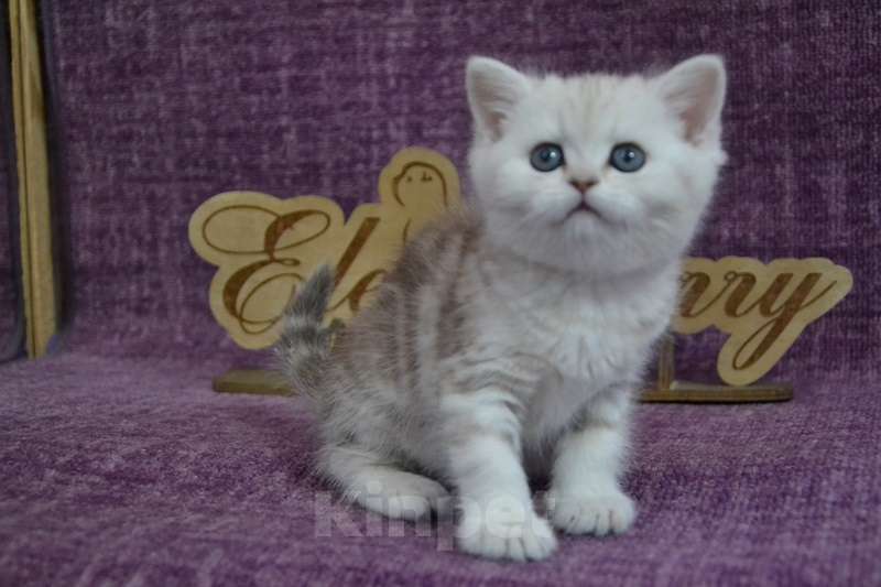 Кошки в Москве: Мраморная шоколад на серебре Девочка, 55 000 руб. - фото 4