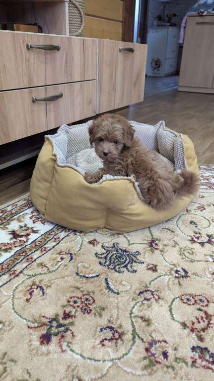 Собаки в Москве: Мальчик малььипу Мальчик, 90 000 руб. - фото 2