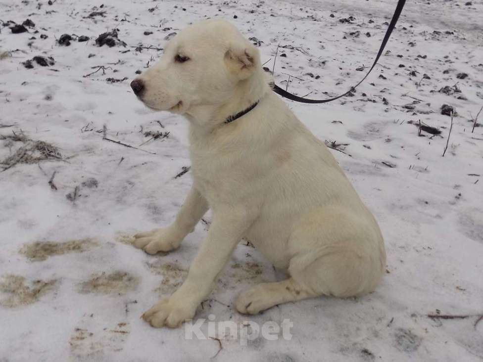 Собаки в Москве: Среднеазиатская овчарка, щенки Девочка, 25 000 руб. - фото 1