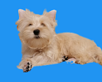 Собаки в Курчатове: Щенок золотого Йорка-Голддаст Мальчик, 35 руб. - фото 2