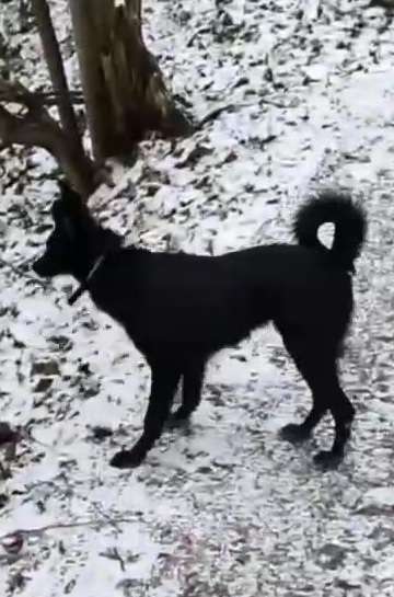 Собаки в Москве: Изящная красотка Джесси ищет дом Девочка, Бесплатно - фото 9