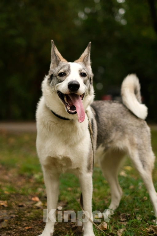 Собаки в Санкт-Петербурге: Рея из приюта в добрые руки Девочка, Бесплатно - фото 4