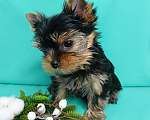 Собаки в Москве: Щенок йоркширский терьер Мальчик, 40 000 руб. - фото 2