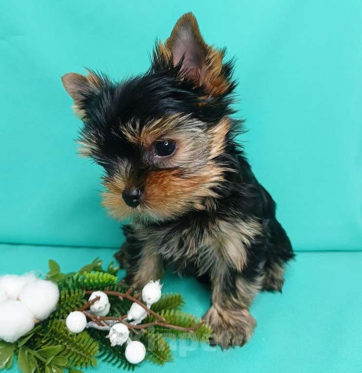 Собаки в Москве: Щенок йоркширский терьер Мальчик, 40 000 руб. - фото 2
