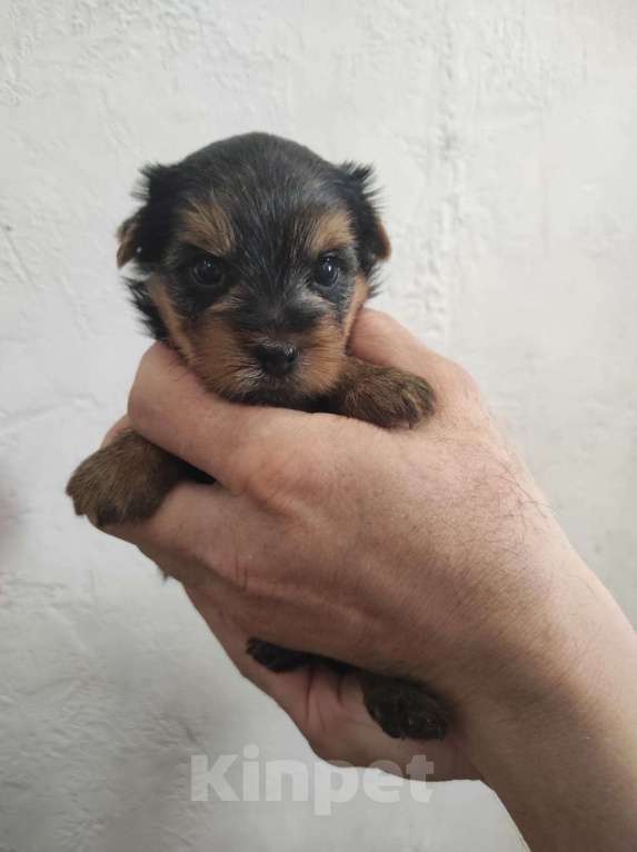 Собаки в Жигулевске: Девочка Йоркширского терьера мини Девочка, 51 000 руб. - фото 4