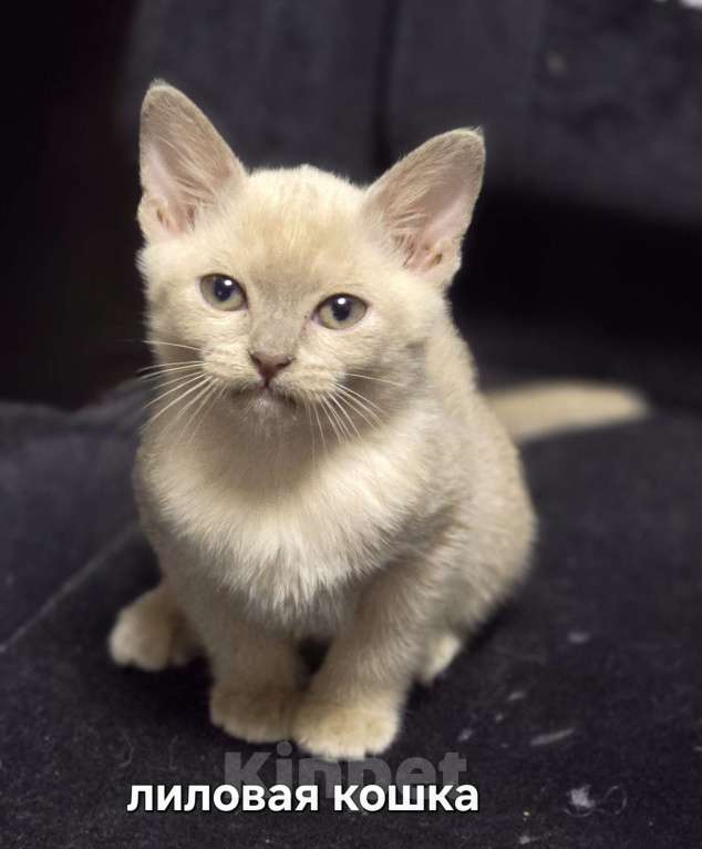 Кошки в Ореховом-Зуево: Кошка Европейская бурма лиловая Девочка, 40 000 руб. - фото 3