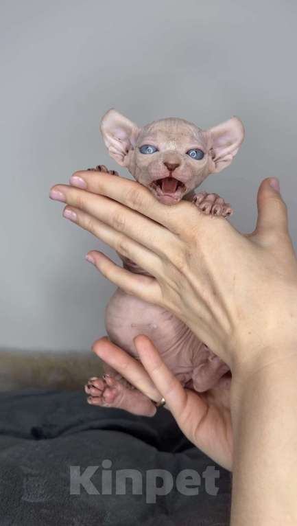 Кошки в Самаре: Котёнок эльф Девочка, 90 000 руб. - фото 1