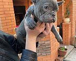 Собаки в Новошахтинске: Щенки французского бульдога Девочка, 80 000 руб. - фото 5