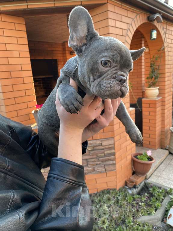 Собаки в Новошахтинске: Щенки французского бульдога Девочка, 80 000 руб. - фото 5