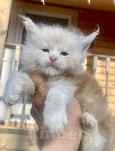 Кошки в других городах Ленинградской области: Мейн кун котята от профессионалов Мальчик, Бесплатно - фото 4