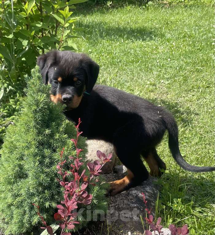 Собаки в других городах Ленинградской области: Щенок ротвейлера Мальчик, 45 000 руб. - фото 5