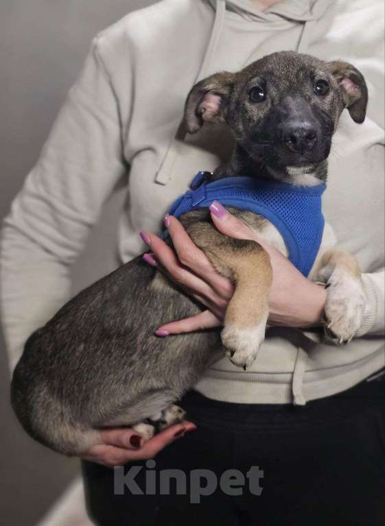 Собаки в Санкт-Петербурге: Весёлый щенок хочет домой Мальчик, Бесплатно - фото 3