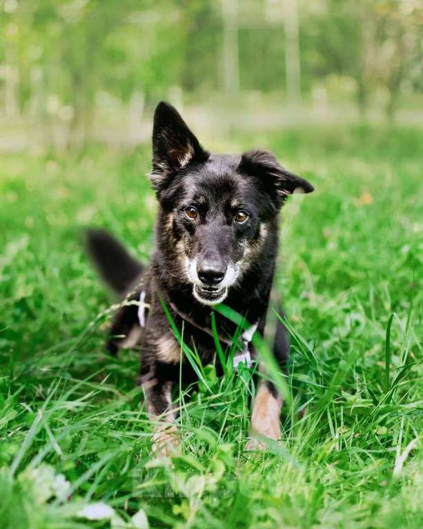 Собаки в Москве: Пёс Малыш - замечательный компаньон и настоящий друг в добрые руки Мальчик, Бесплатно - фото 3