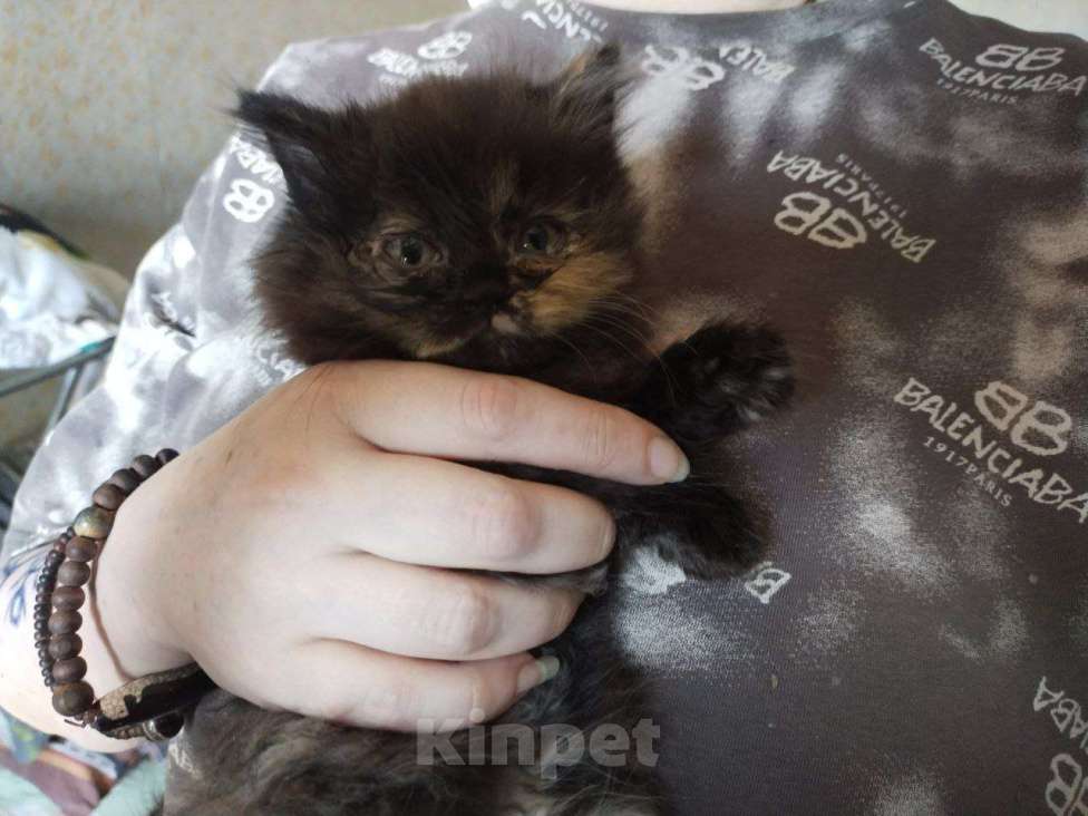 Кошки в Дмитрове: котенок ищет дом Девочка, 4 000 руб. - фото 1