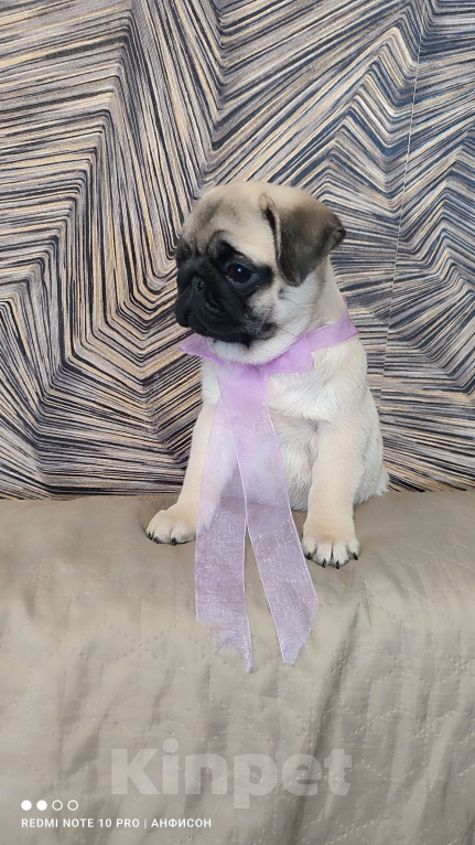 Собаки в Санкт-Петербурге: Девочка бежевая Девочка, 50 000 руб. - фото 3