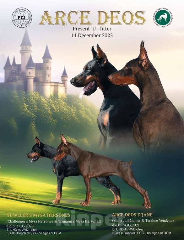 Собаки в Санкт-Петербурге: Arce Deos S-litter Мальчик, 90 000 руб. - фото 3