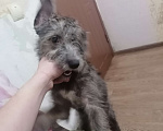 Собаки в Тольятти: Отдам в добрые руки собачку Девочка, Бесплатно - фото 2
