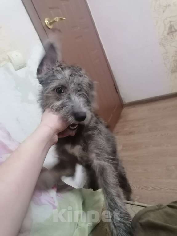 Собаки в Тольятти: Отдам в добрые руки собачку Девочка, Бесплатно - фото 2