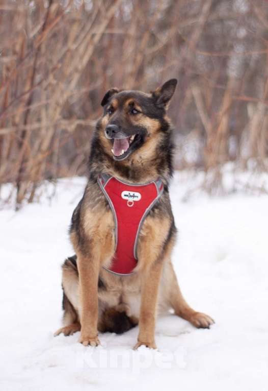 Собаки в Москве: Обычный пёс Войт, мечтающий о счастье Мальчик, Бесплатно - фото 4