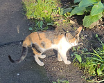 Кошки в Санкт-Петербурге: Трехцветная кошечка  до 6 мес ищет добрый дом Девочка, Бесплатно - фото 2