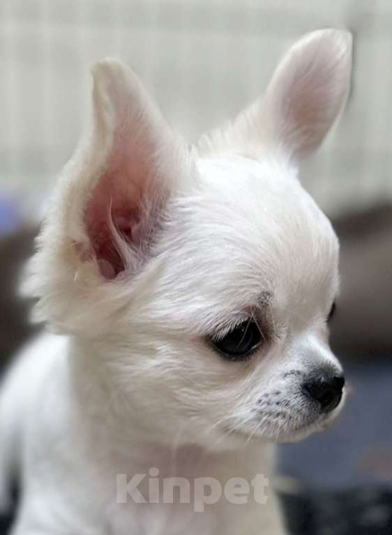 Собаки в Кирове: щенки чихуахуа Мальчик, Бесплатно - фото 3