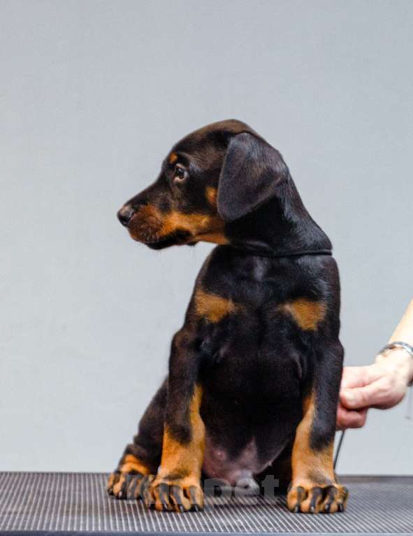 Собаки в Москве: Щенки добермана Мальчик, Бесплатно - фото 4