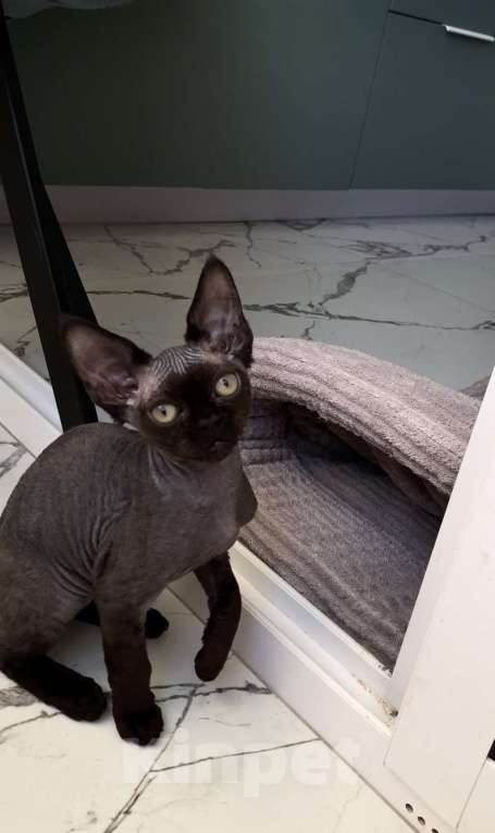 Кошки в Анапе: Черный Девон Рекс Мальчик, 40 000 руб. - фото 6