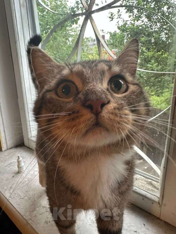 Кошки в других городах Московской области: Кот Василий ищет дом и семью  Мальчик, Бесплатно - фото 3