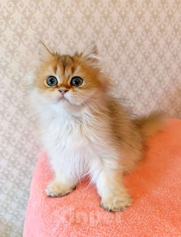 Кошки в Санкт-Петербурге: Золотой британчик Мальчик, 22 000 руб. - фото 1