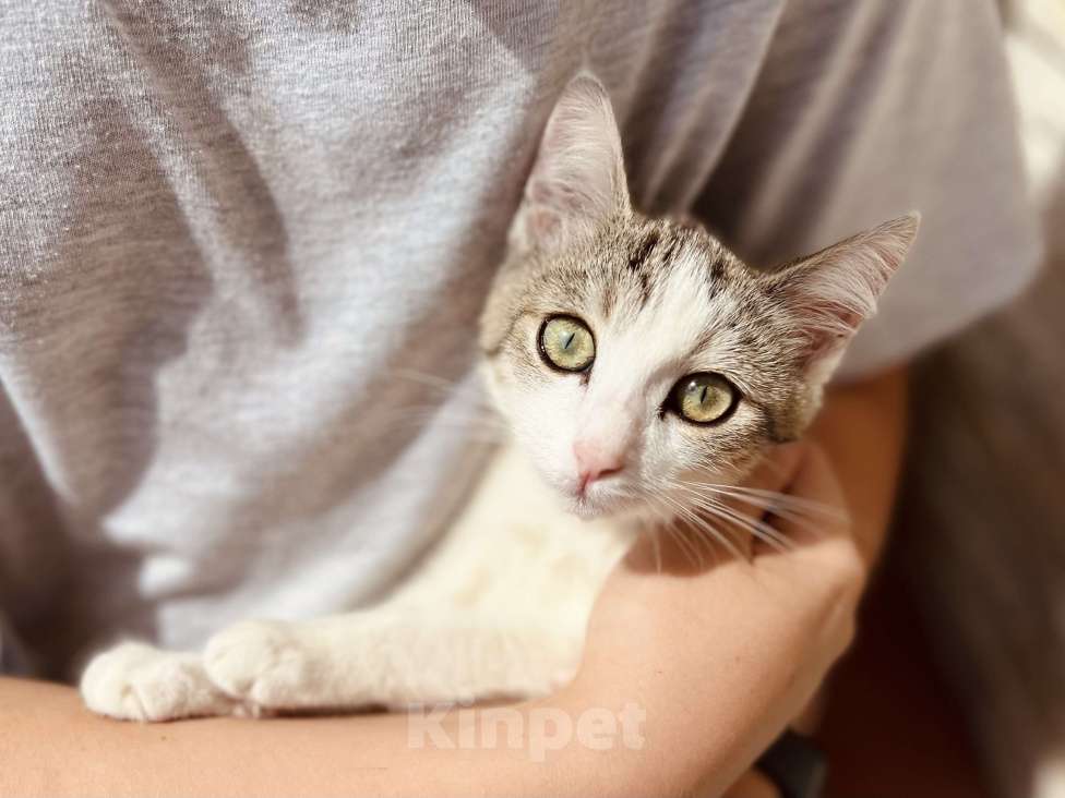 Кошки в Москве: Котенок девочка в добрые руки Девочка, 20 руб. - фото 6