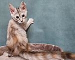 Кошки в Мытищах: Котёнок Мейн-кун Девочка, 40 000 руб. - фото 8