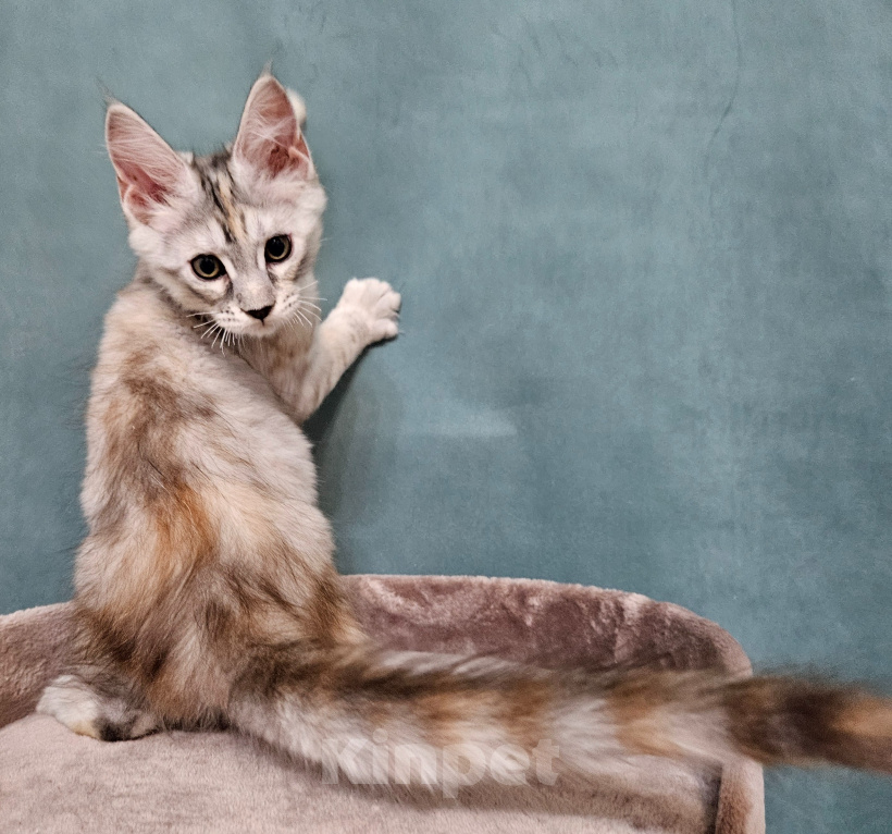 Кошки в Мытищах: Котёнок Мейн-кун Девочка, 40 000 руб. - фото 8