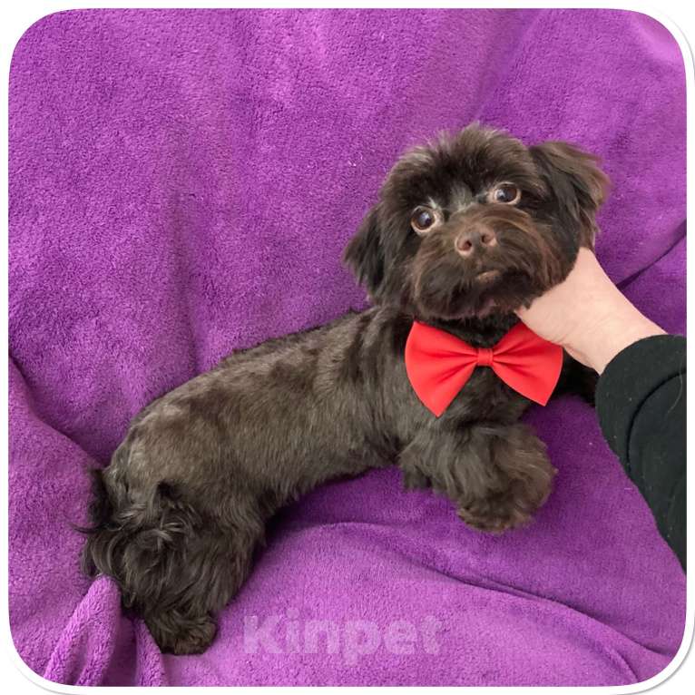 Собаки в Москве: Йорк девочка крупная и взрослая горький шоколад Девочка, 45 000 руб. - фото 8