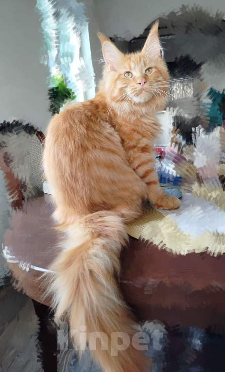 Кошки в Новосибирске: Коты Мальчик, 40 000 руб. - фото 9