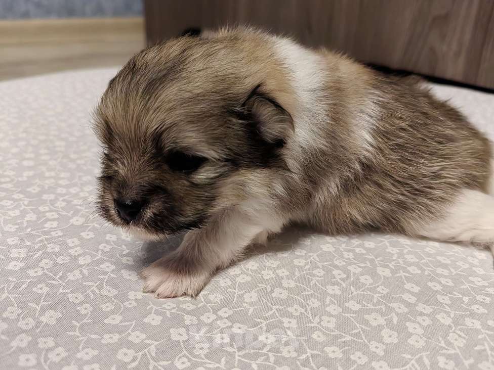 Собаки в Самаре: Немецкий шпиц Мальчик, 30 000 руб. - фото 4