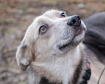 Собаки в Москве: Линда - трогательная малышка в поисках дома. Девочка, 10 руб. - фото 5