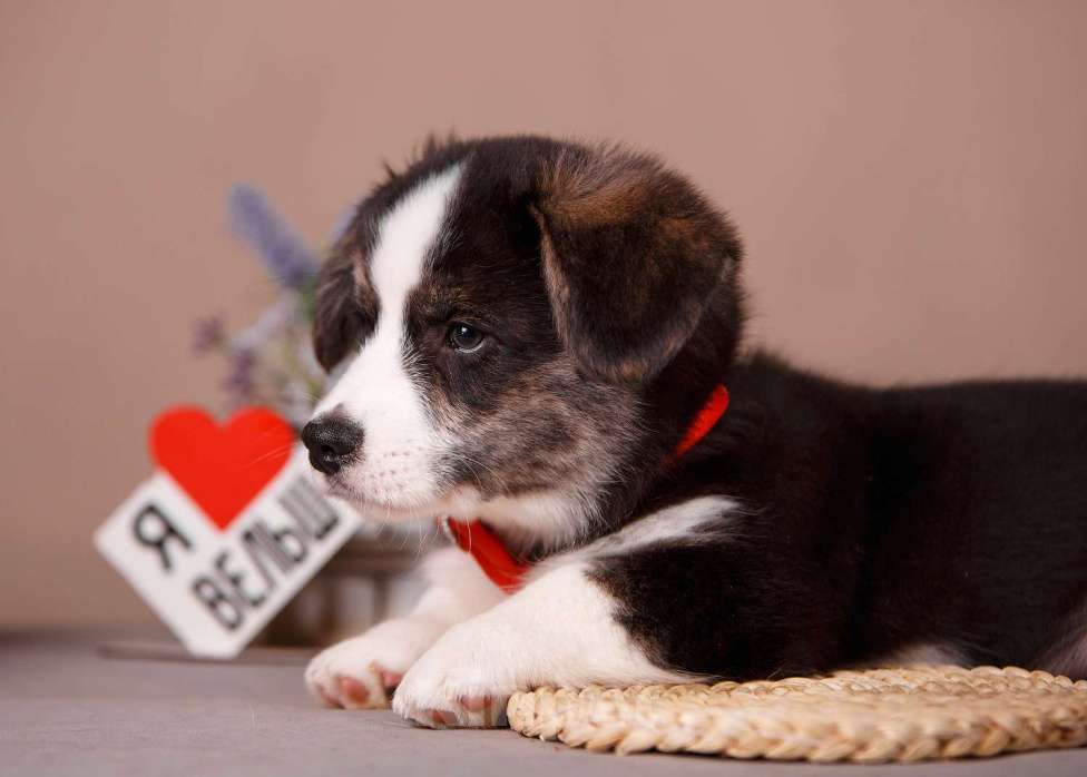 Собаки в других городах Ленинградской области: Нарядный кобель вельш корги кардиган ждёт родителей !  Мальчик, 60 000 руб. - фото 3