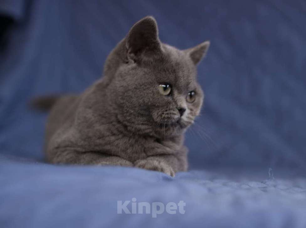 Кошки в Самаре: Прямоухая девочка Девочка, 55 000 руб. - фото 2